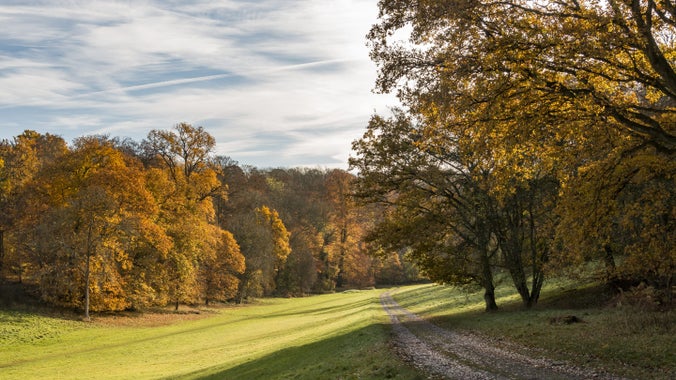Golden Valley in autumn at Ashridge Estate, Hertfordshire